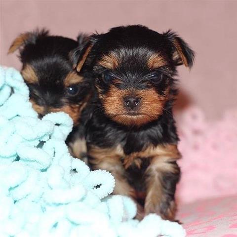 $500 : Sweet mini yorkie puppies image 3
