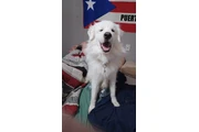 $400 : Yorkie thumbnail