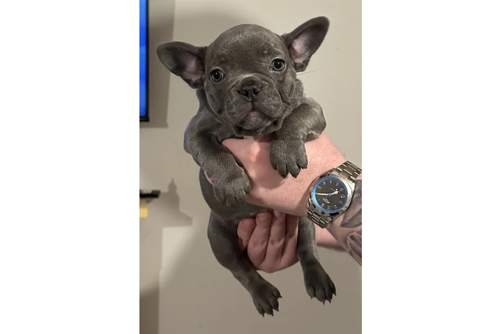 $700 : Cachorros Bulldog Francés image 2