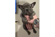 $700 : Cachorros Bulldog Francés thumbnail