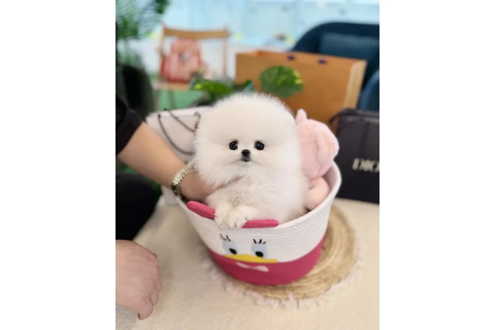 $250 : Pomeranian puppy mini image 2