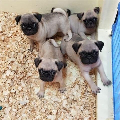 $368 : Pug puppies for adoption image 1