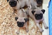 Pug puppies for adoption