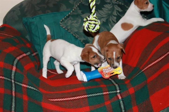 $450 : Jack Russell pups image 1