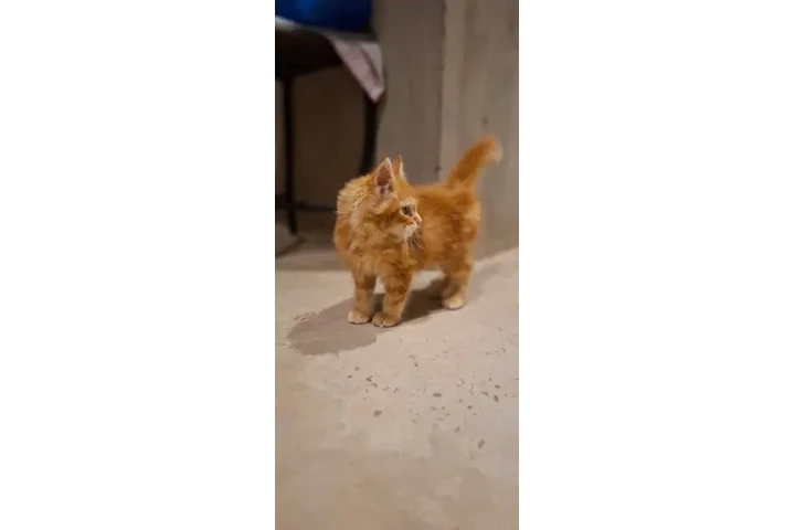 $3800000 : Maine Coon Red Tabby Lindos image 2