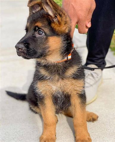 $500 : German shepherd puppy for sale image 1
