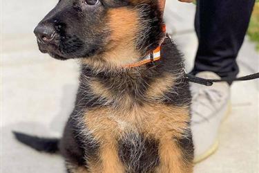 German shepherd puppy for sale en Indianapolis