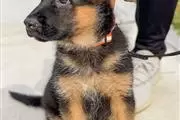 German shepherd puppy for sale