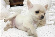 $200 : Chihuahua puppies thumbnail