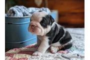 $350 : Cachorros Bulldog Inglés thumbnail