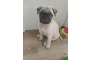 Cachorros  Pug en Los Angeles