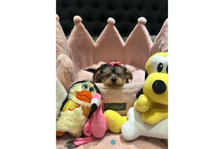 $1500 : Adorable Purebred Yorkshire image 5