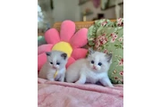 2 Ragdoll Kittens For Sale en Boston