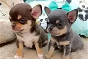 Chihuahua puppies for sale en Los Angeles