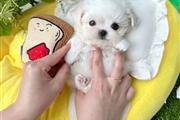 Maltese Puppies For Sale en Sacramento