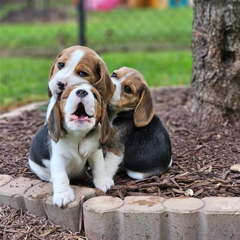 $500 : Cachorros Beagle en Adopción image 4