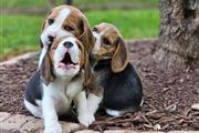 $500 : Cachorros Beagle en Adopción thumbnail