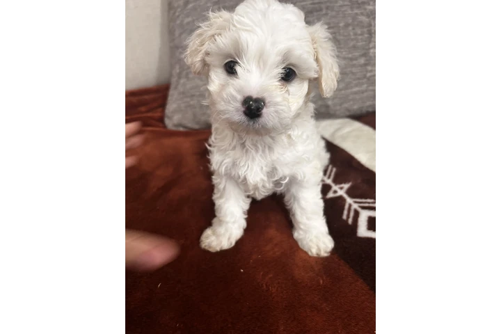 $500 : Maltipoo y yorkie image 7