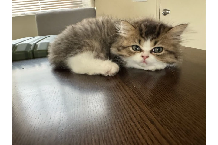 $1000 : Persian Cats image 5
