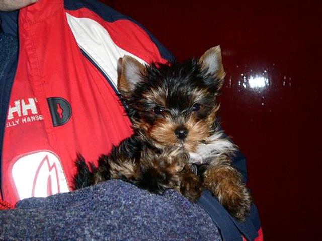 $150 : Perros Yorkishire terrier pups image 1