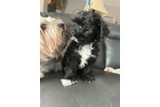 $2200 : Morkie Puppies thumbnail