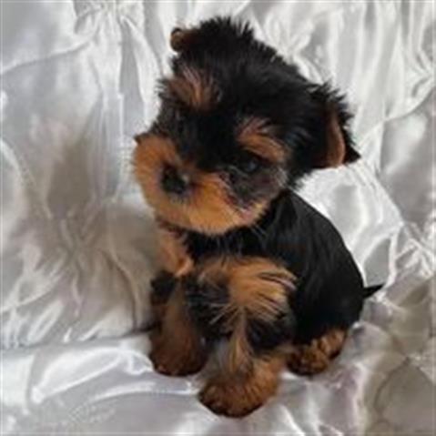 $250 : adorables cachorros de morkie image 1