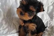 adorables cachorros de morkie en Omaha