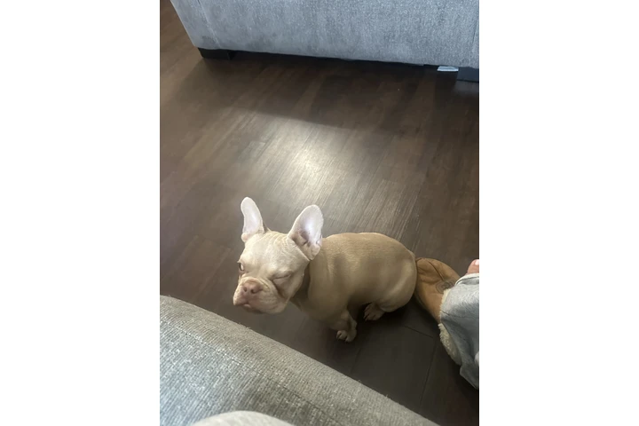 $2500 : Frenchie female image 2