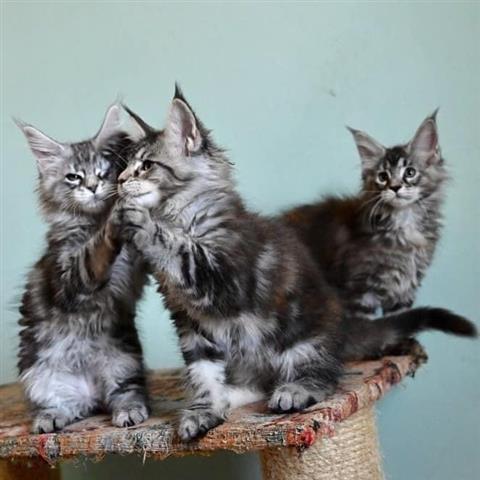 $250 : Cute Maine Coon kittens image 1