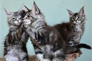 Cute Maine Coon kittens en Charleston