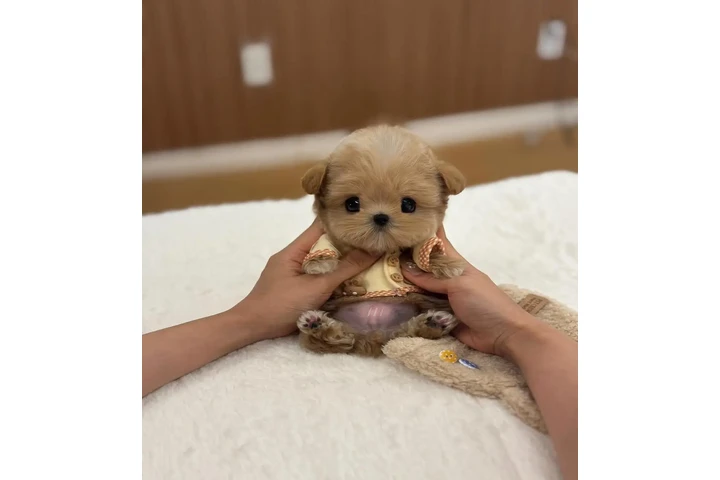 $350 : Cachorros Maltipoo taza de té image 3