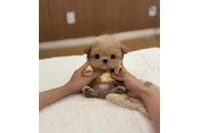 $350 : Cachorros Maltipoo taza de té thumbnail