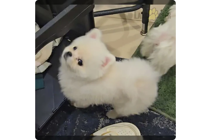 $900 : Pomeranian puppies image 6