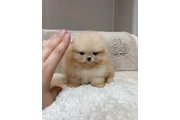 Pomerania taza de té en New York