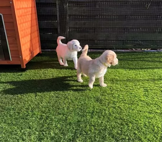 $420 : Golden Retriever Pupp image 3
