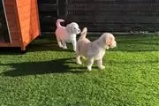 $420 : Golden Retriever Pupp thumbnail
