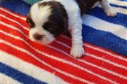 $350 : Shihtzu thumbnail