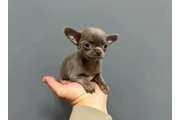 $350 : Cachorros de chihuahua thumbnail