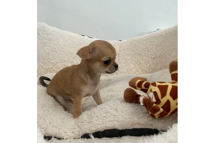 Beautiful Chihuahua 2 Girls image 2