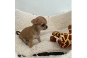 Beautiful Chihuahua 2 Girls thumbnail