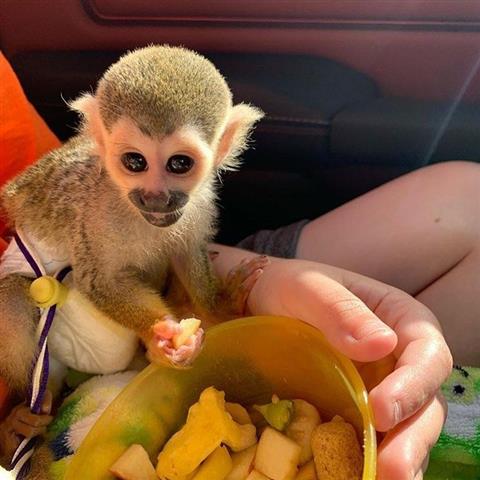 $300 : monos ardilla en adopción image 1