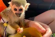 monos ardilla en adopción en Austin