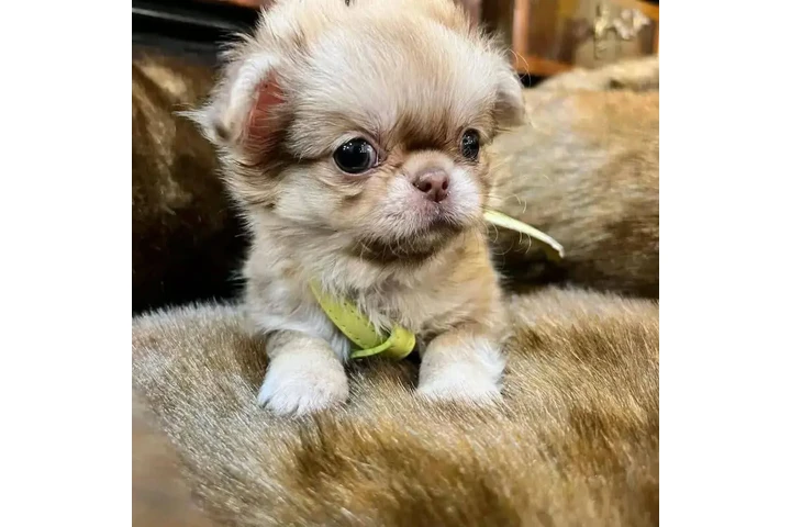 $350 : Chihuahua taza de té image 2