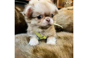 $350 : Chihuahua taza de té thumbnail