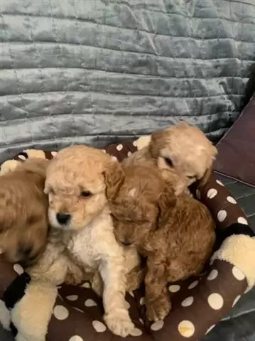 $400 : Caniche taza de té de alta cal image 2