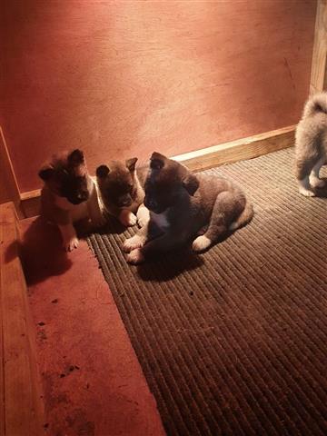 Akita Pups Ready for new home image 1
