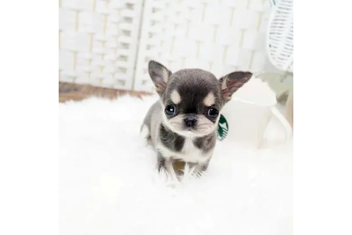 $350 : Micro chihuahua image 3