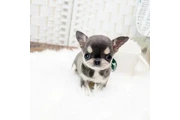$350 : Micro chihuahua thumbnail