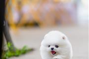 $259 : Pomeranians puppies thumbnail