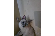 GATITOS GRATIS EN LOS ANGELES thumbnail